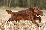 SETTER IRLANDAIS 360